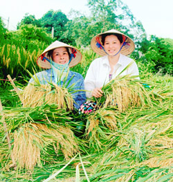 Năm 2011, ngành nông nghiệp tỉnh ta có một mùa vàng bội thu, sản lượng lương thực cây có hạt đạt trên 36,1 vạn tấn.